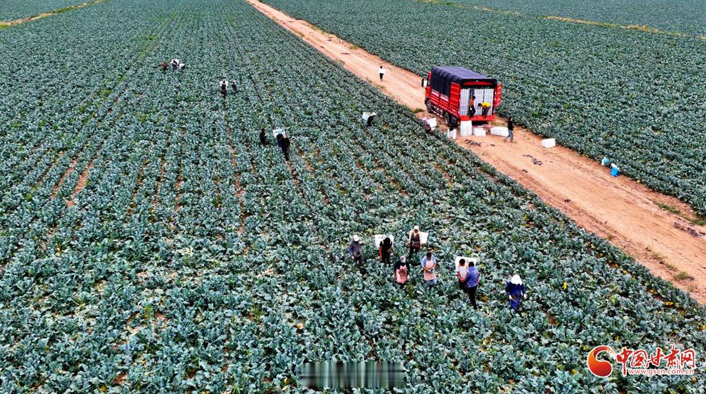 肃南1700余亩西蓝花迎丰收【祁连山下高原夏菜抢收忙】盛夏时节，祁连山北麓的肃南