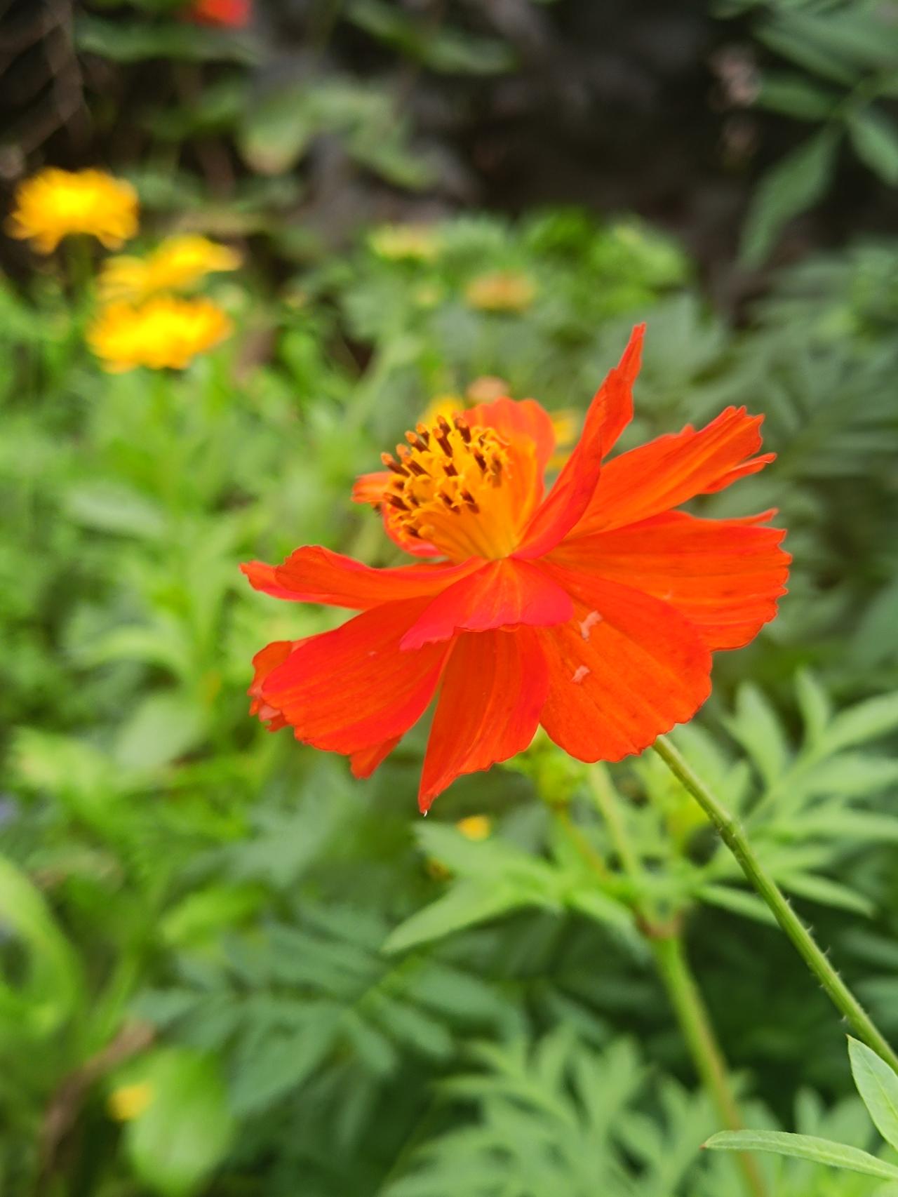 它生性皮实耐造，不挑土壤，花期绵长，从盛夏一直绽放到初秋。花开时成片铺展，既有盛