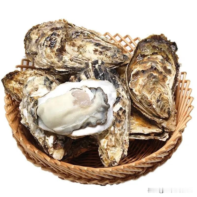一口吃遍全球！世界顶级生蚝大盘点🦪
 
生蚝是海洋赠予人类的浪漫馈赠，从欧洲到