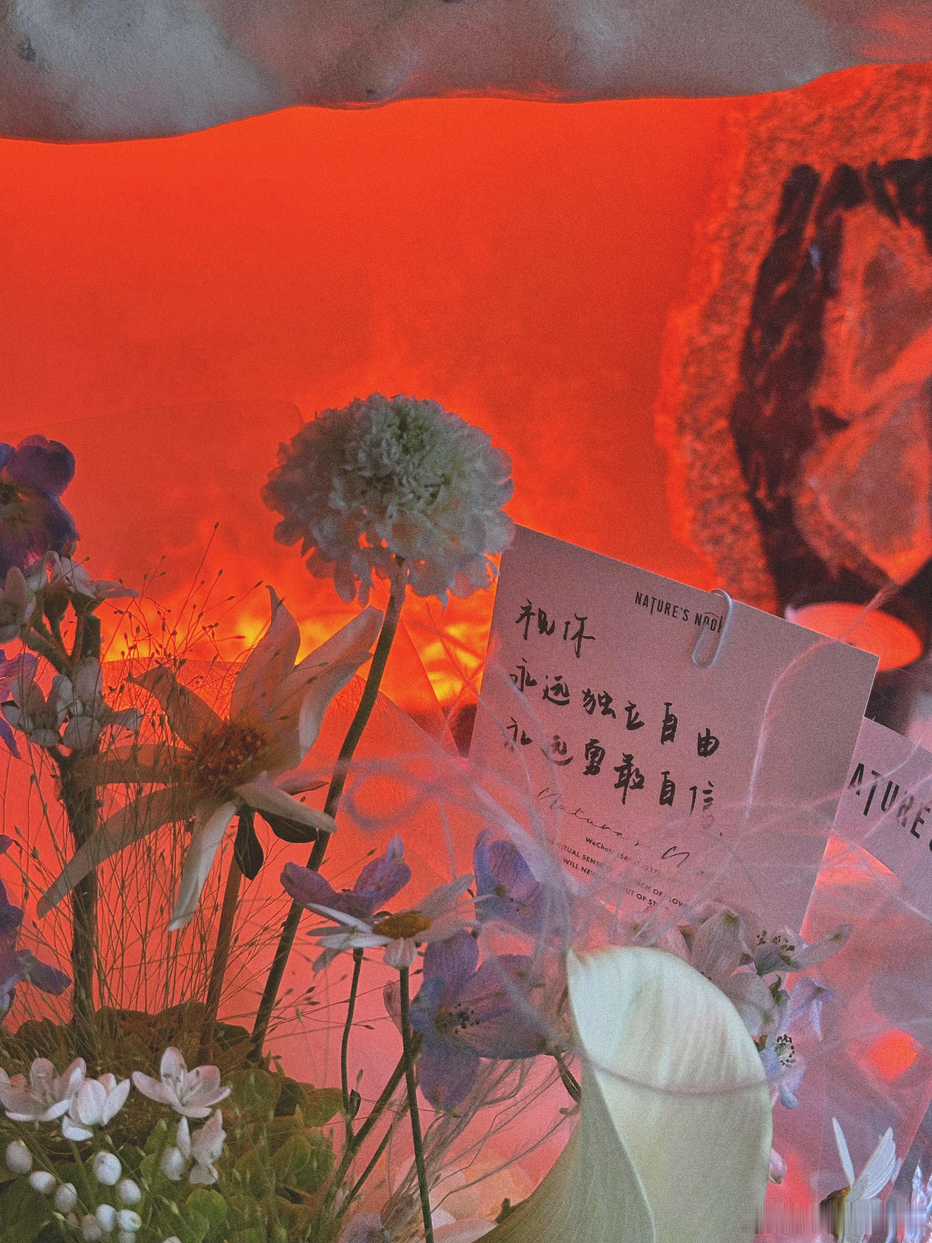 喵桑不语 只是晚安  