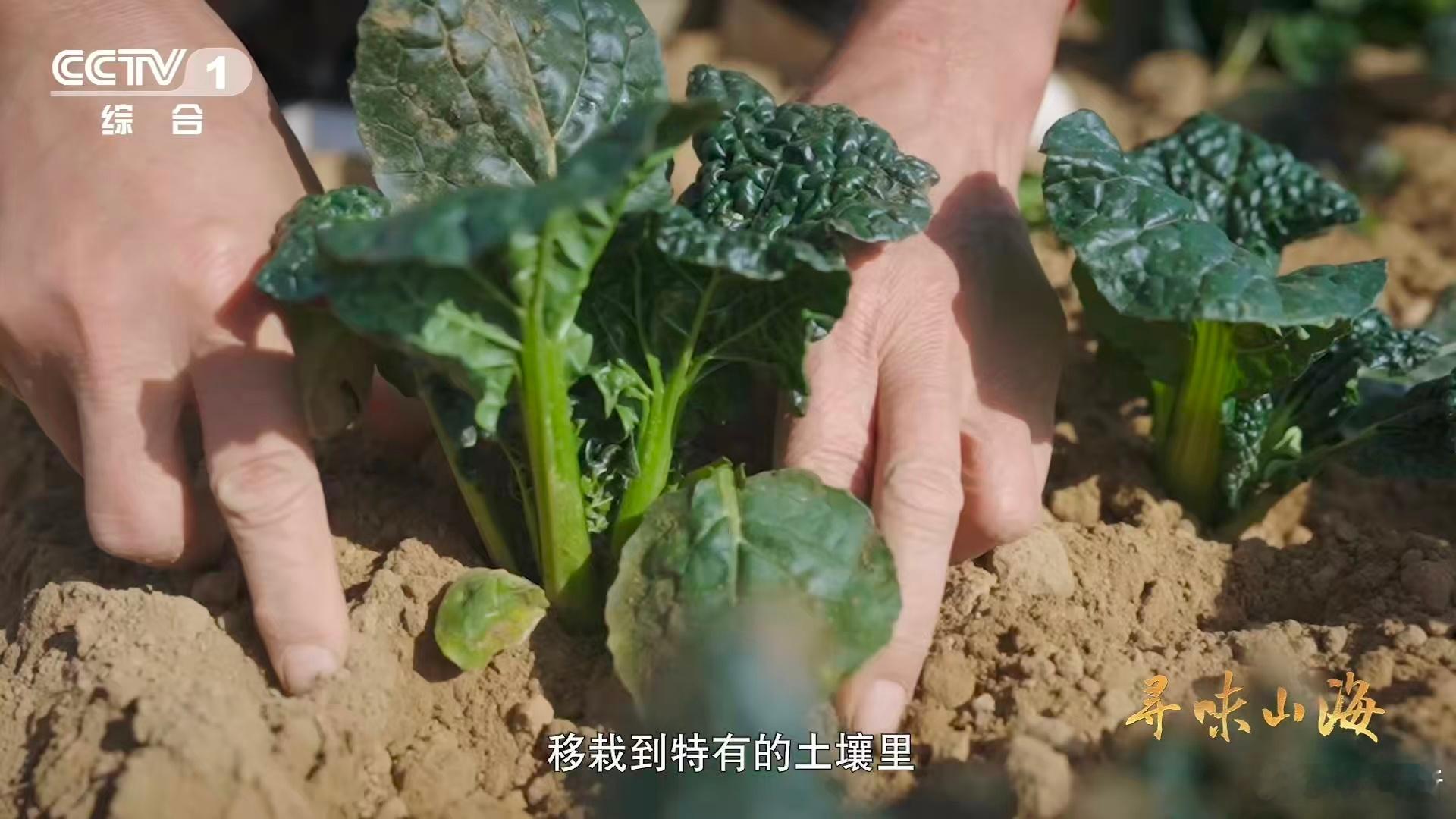 会吹泡泡的蔬菜 0℃严选的随州泡泡青太特别！自带泡泡品相，这才是专属冬日的限定美