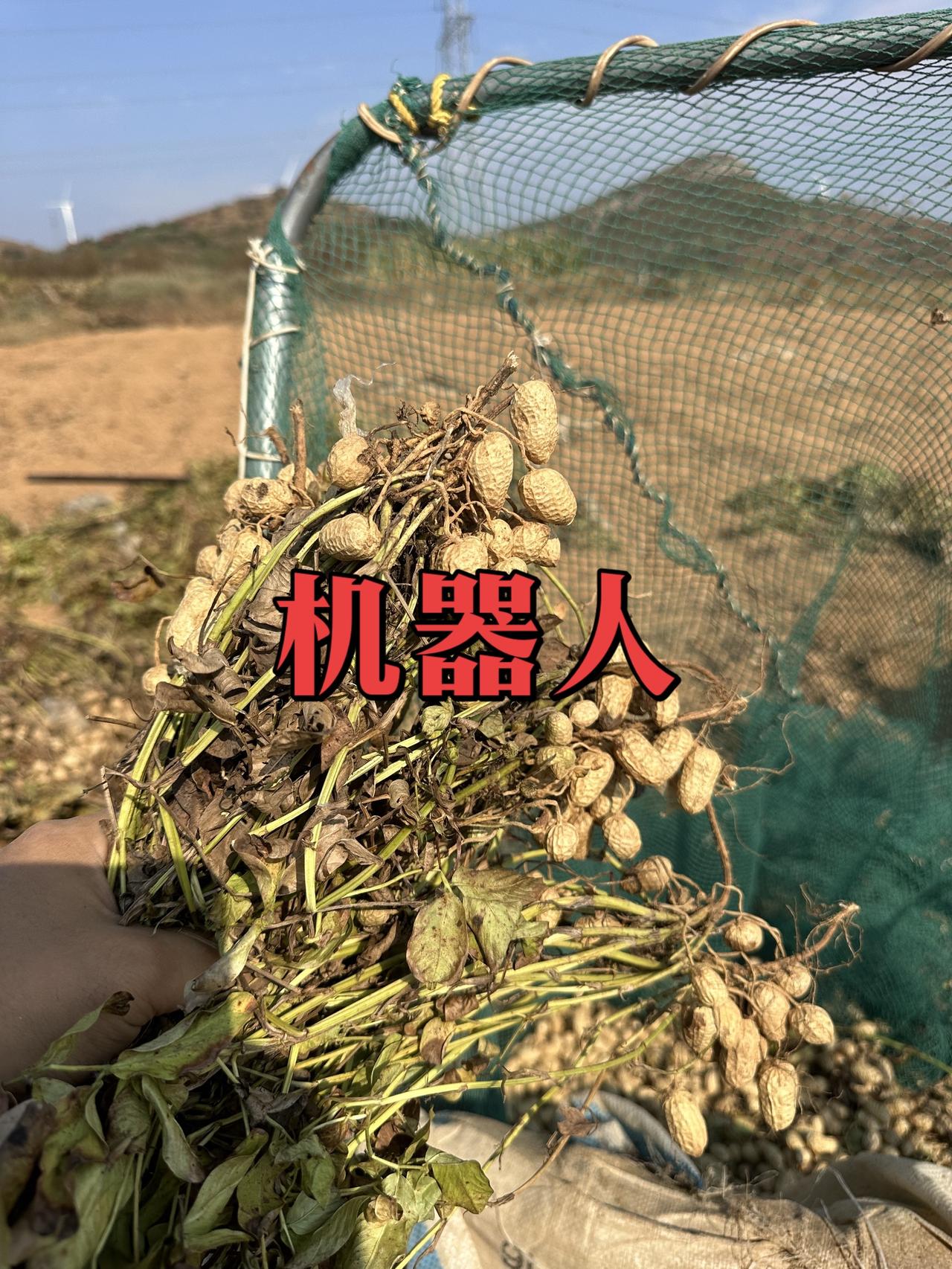 我又回来收花生了，特别喜欢秋收，因为阳光正好，坐在这里很舒服。此刻可以做个不用思