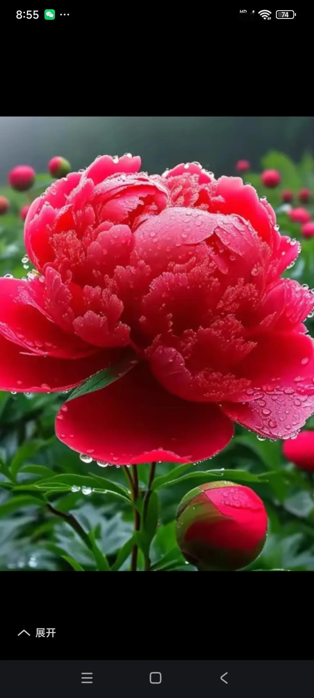 端庄，妩媚，
国色，天香，
妖娆，风流，
牡丹花的魅力，
令人难以抵挡，
怎么夸
