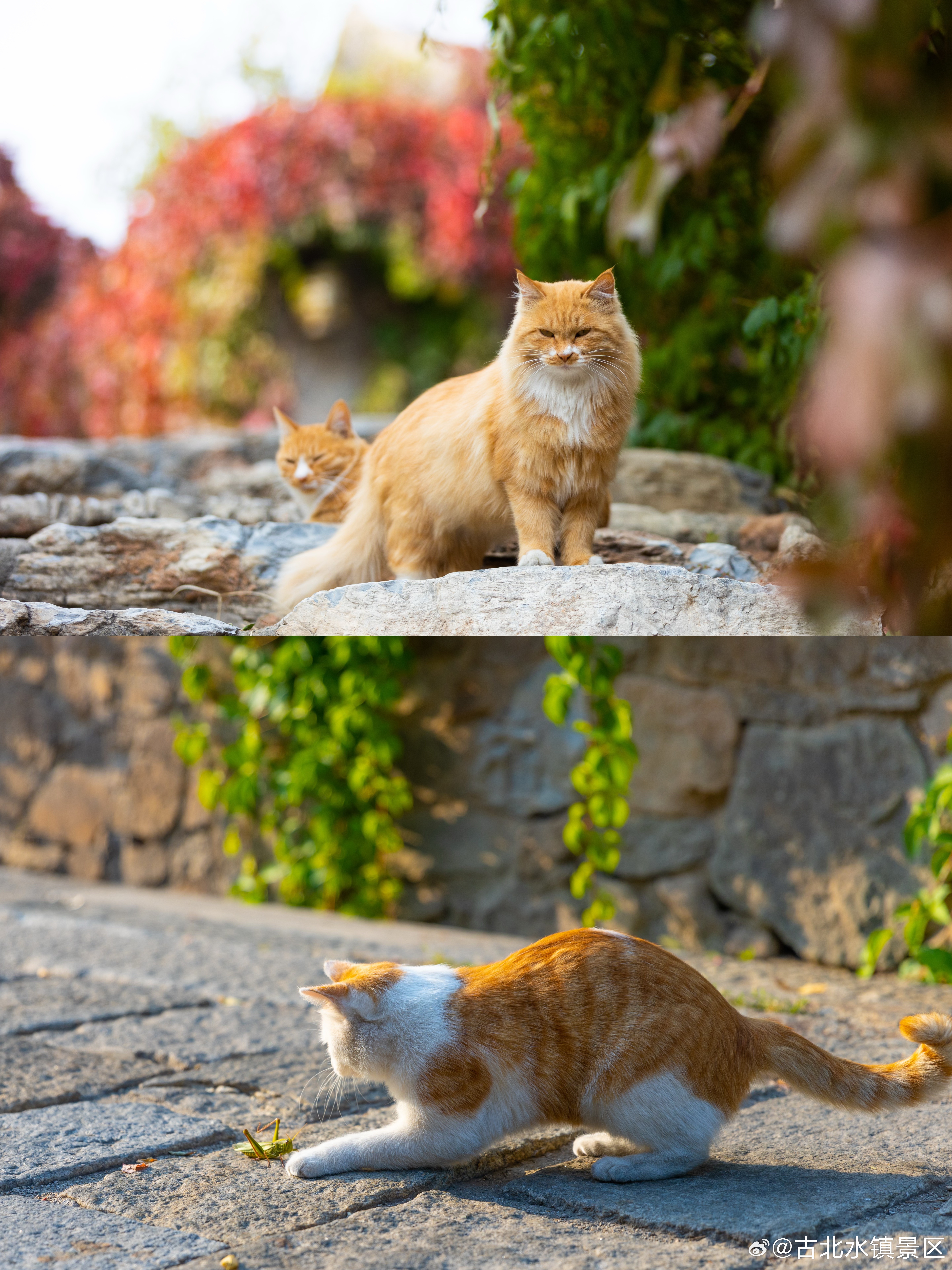 人间十一月，溢满温柔有落叶的挽留，也有浅冬的等候日子渺小重复，却都是幸福早安，宝