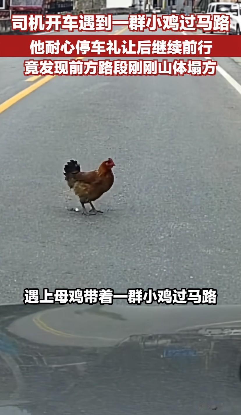 小鸡拦路不让走，男子耐心等待躲过了致命塌方！原来善良真能救命！

一男子驾车出行