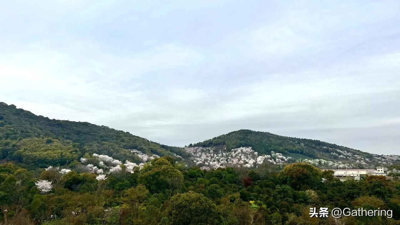 油混的车不需要充电，我不知道很多网友们有没有想过这个问题，其实日系车一直都是这么