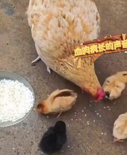 “母爱不分物种”10月14日浙江，女子在喂鸡吃食的时候发现很暖心一幕，那就是母鸡