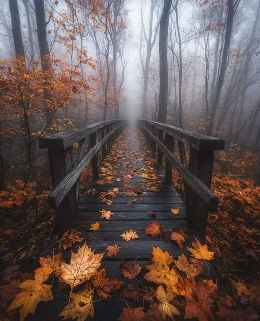 美图欣赏——清晨的迷雾与金黄