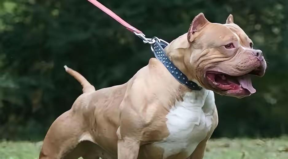 重庆发生烈性犬撕咬路人致死的案子，看完判决结果心里堵得难受，主人明知比特属于全城
