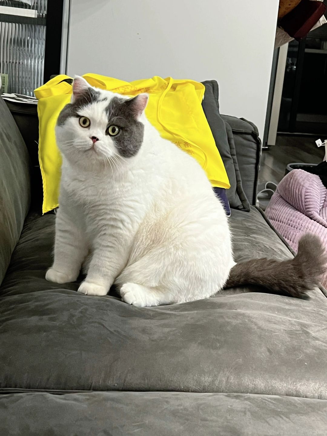 网上买的玩具猫你别说还挺逼真