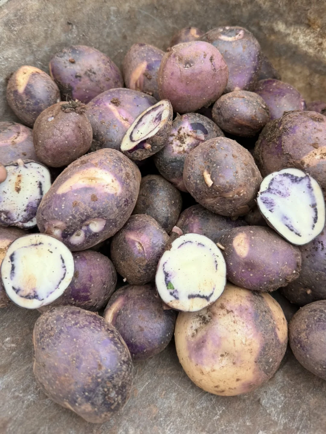 这不是坏了，这是我们大凉山的紫洋芋！