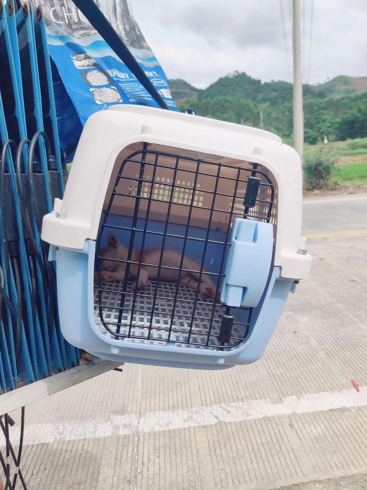 猫里个猫。宠物运输