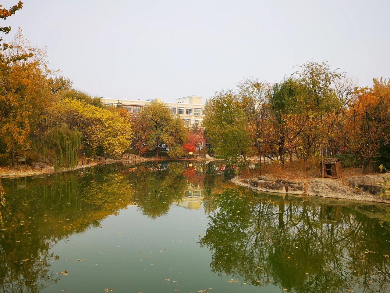 #可以分享一张秋景树叶照片吗#天通艺苑满园秀色多。