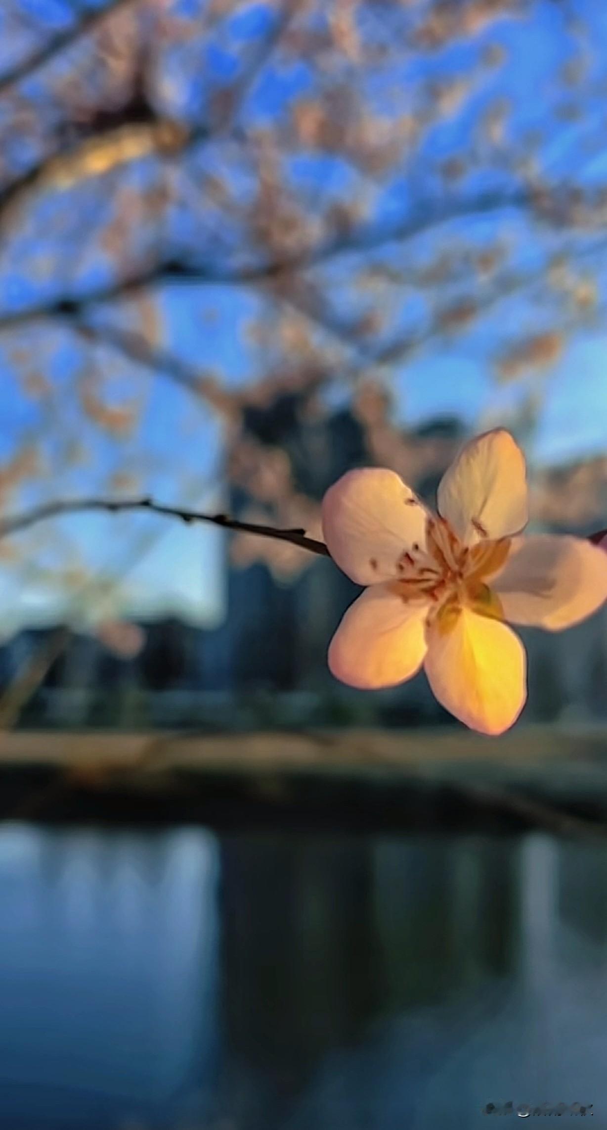 人生，一半清醒一半释然；