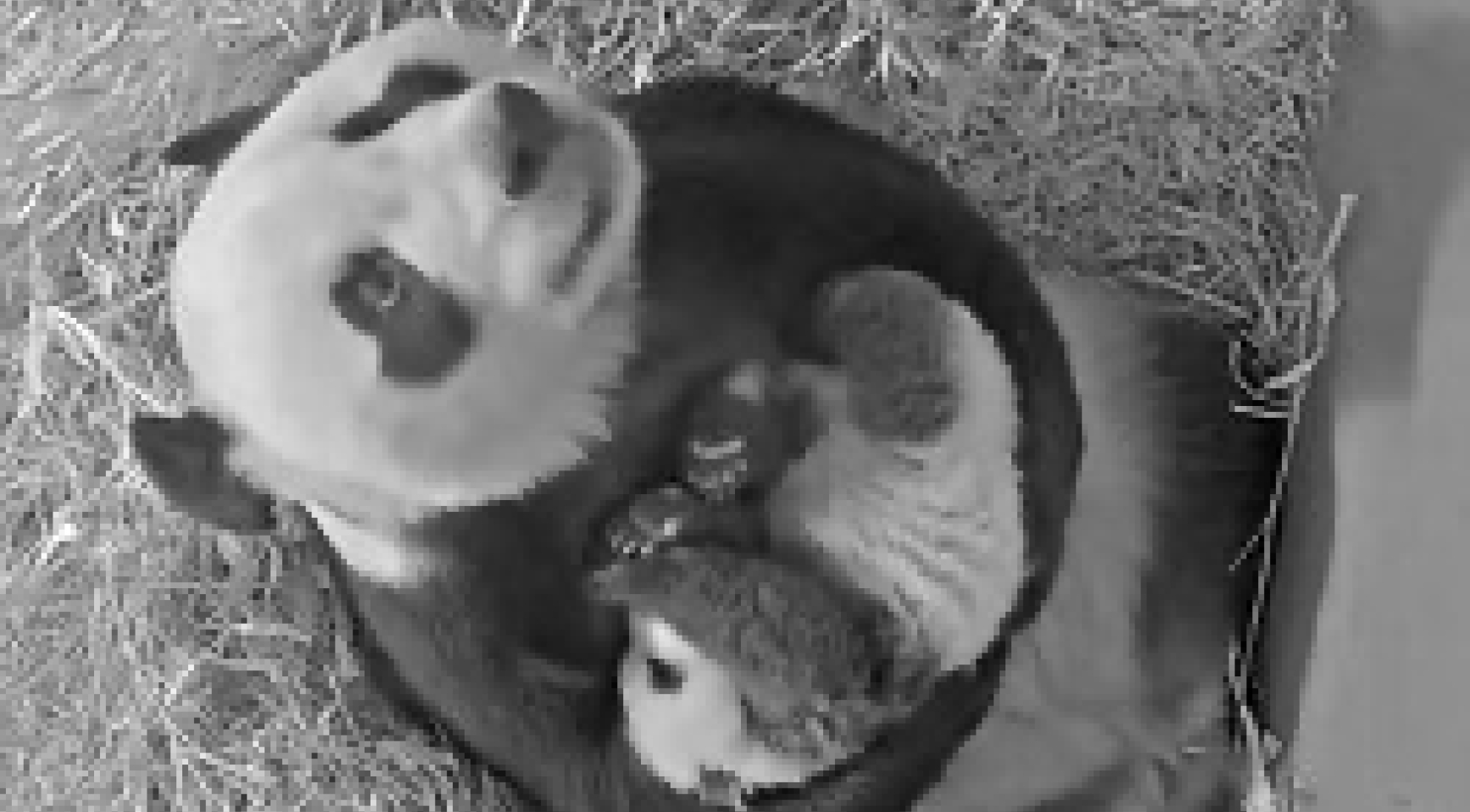 【#旅荷大熊猫宝宝获名朗月#[抱一抱]】当地时间22日，荷兰欧维汉兹动物园在其官