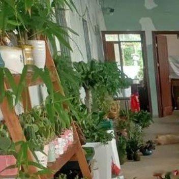 浓雾还未逃离枝桠，露珠寄附在丛生的植物上，放大叶脉上的每一次搏动，竖琴发出沉睡者