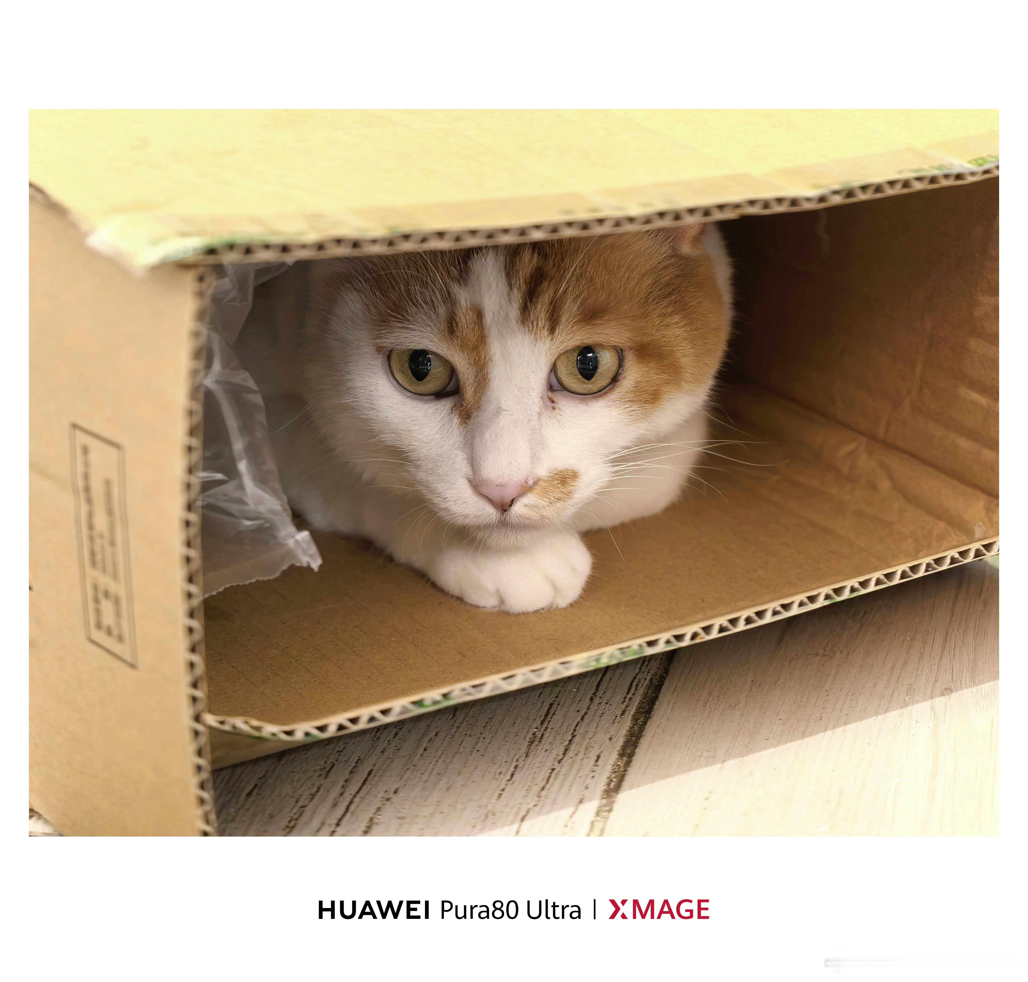 躲猫猫！[喵喵] ​​​