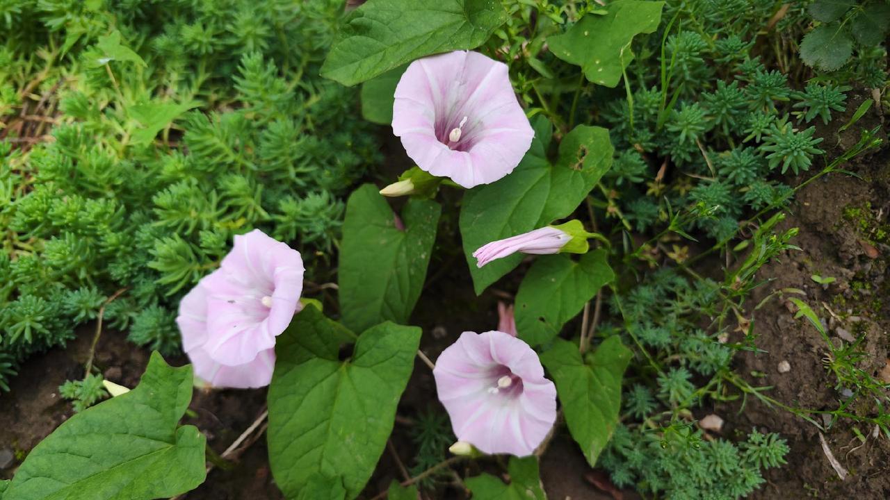 #原创花草 #赏花🌸听音乐🎶 #初夏的味道 #牵牛花 #享受大自然