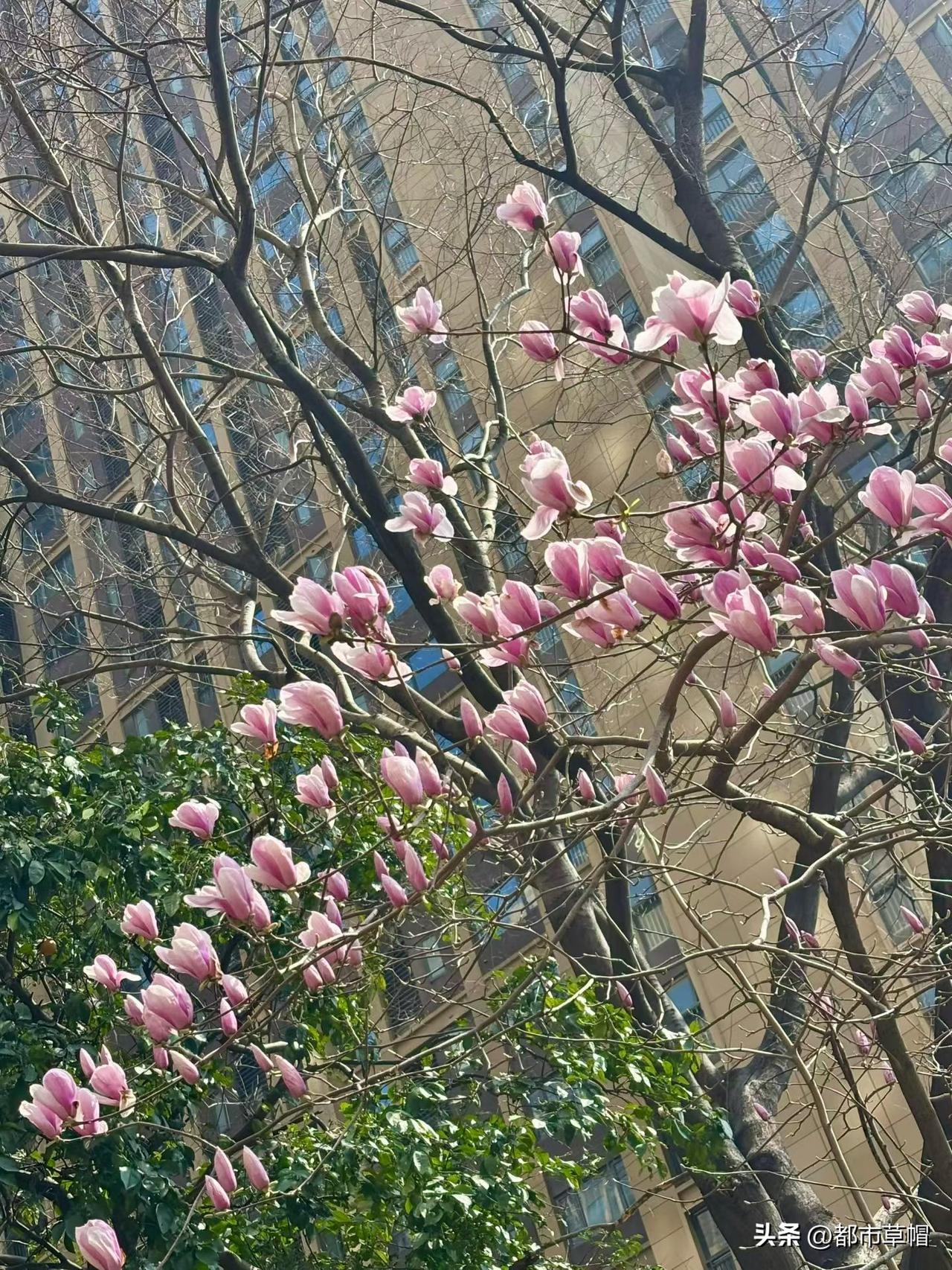 如果我不特别说明，你也许会认为这张红色玉兰花的美图是杭州某小区。其实它是我在黄石