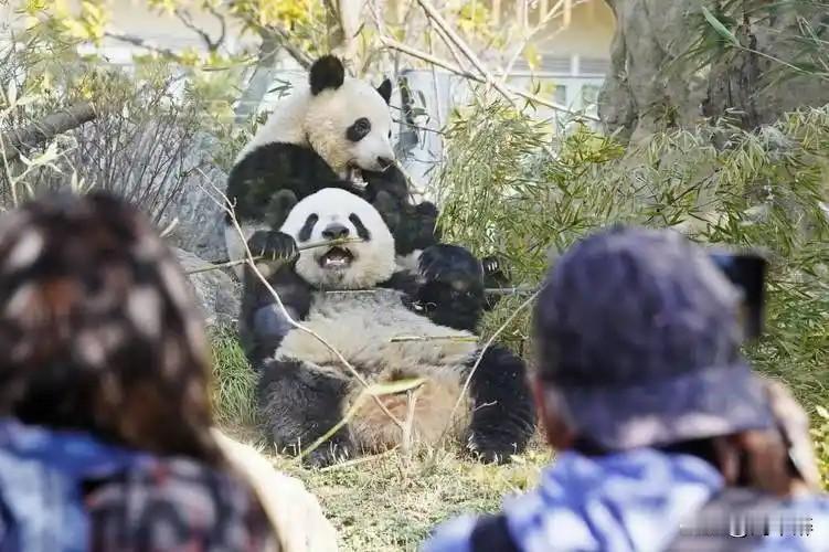 旅日大熊猫“晓晓”“蕾蕾”将回国，届时日本将不再有大熊猫！
“晓晓”和“蕾蕾”目