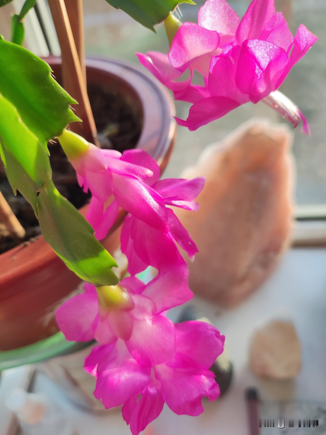 花开分享，知道是什么花吗？