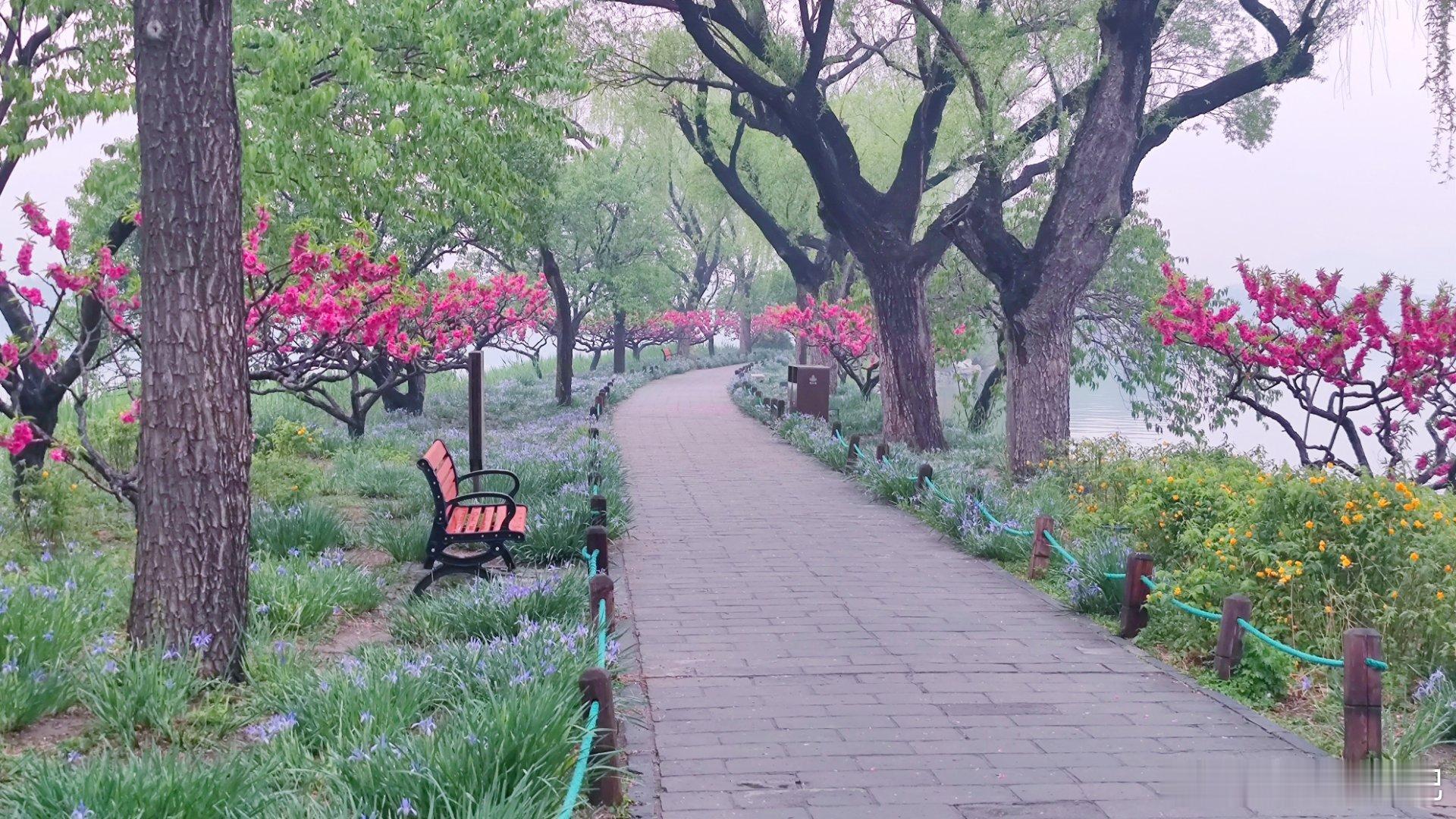 雨中漫步西堤，北京颐和园西堤第二波桃花春色，美不胜收~  摄影​​​