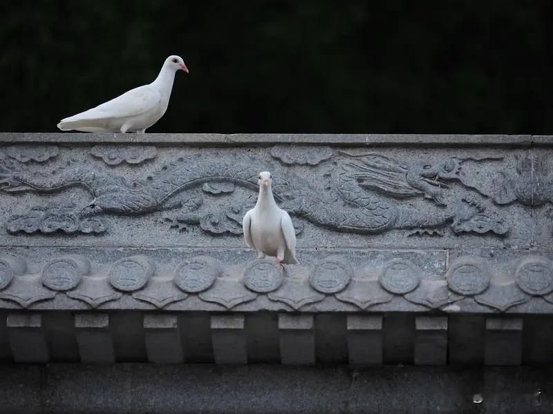 国民党主席郑丽文表示“大陆是亲人”，着重强调两岸应避免对立冲突，期望借助论坛推动