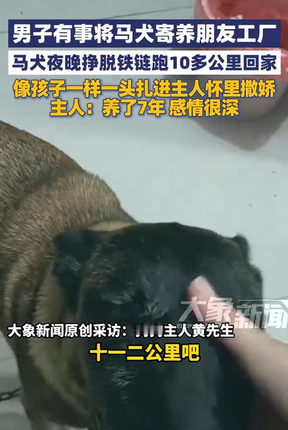 “太通人性了！”河南南阳，一男子因有事将自家马犬寄养在朋友工厂里，可没想到一天夜