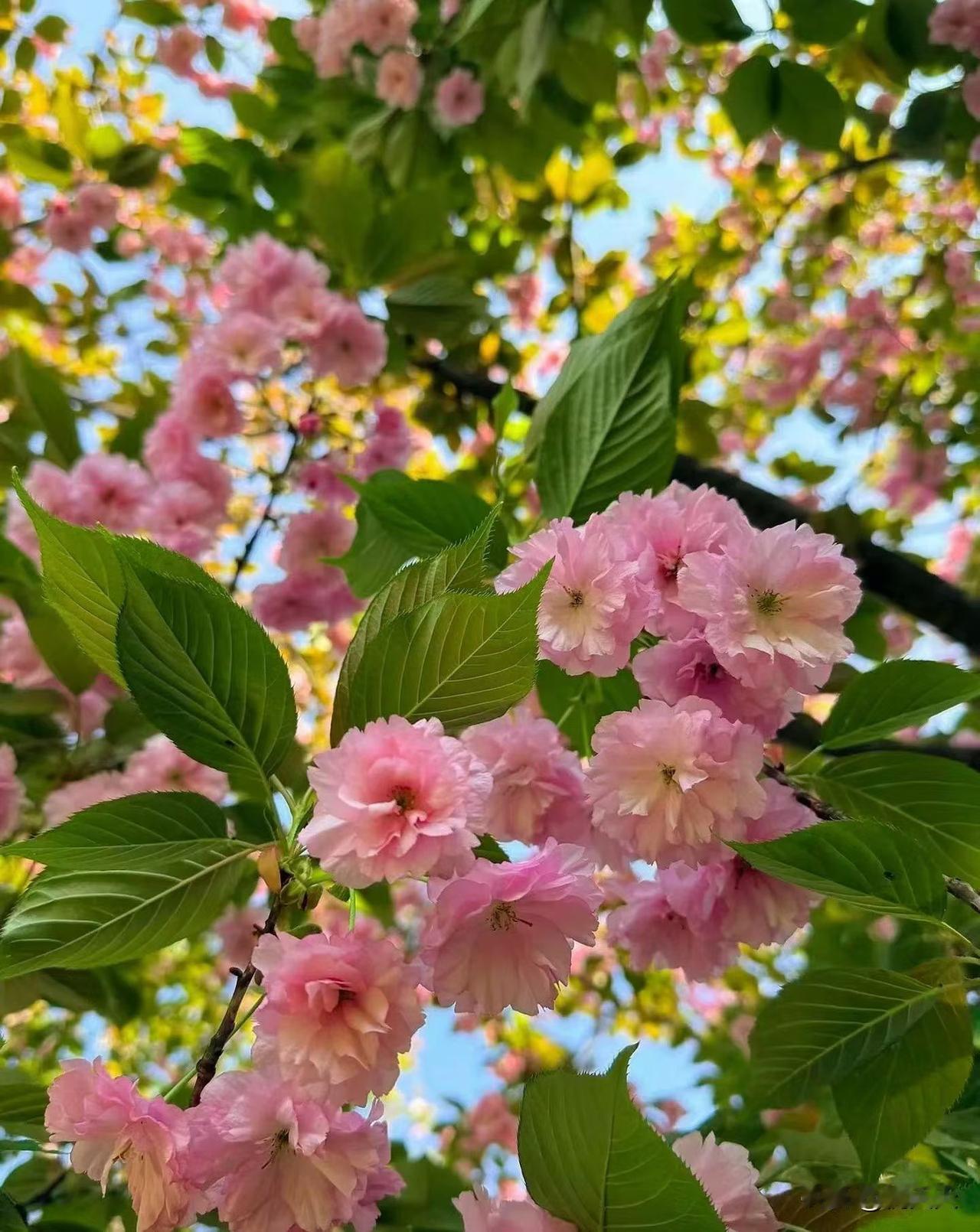 这个70岁老人的养老办法值得所有人学习。[赞]花钱顾邻居照顾。

雇保姆吧不知根