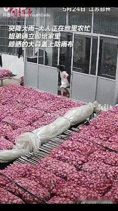江苏徐州邳州，一位妈妈在家露天晾晒了一万多斤刚采收的大蒜，这些是全家人一年最主要