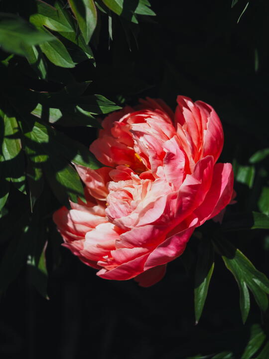 芍药 Coral Charm “珊瑚魅力”