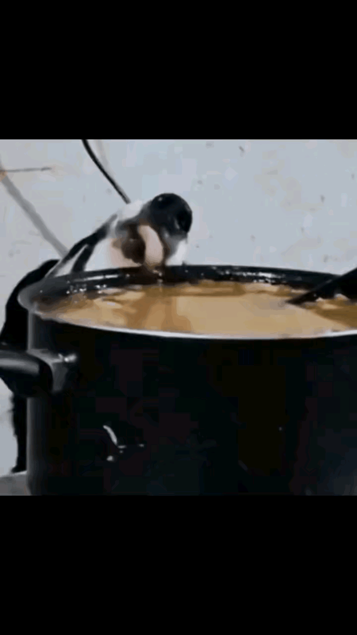 看这个毛孩子的颜色，感觉像是一只聪明的边牧，为了能够吃上一口美味，同时又不被主人