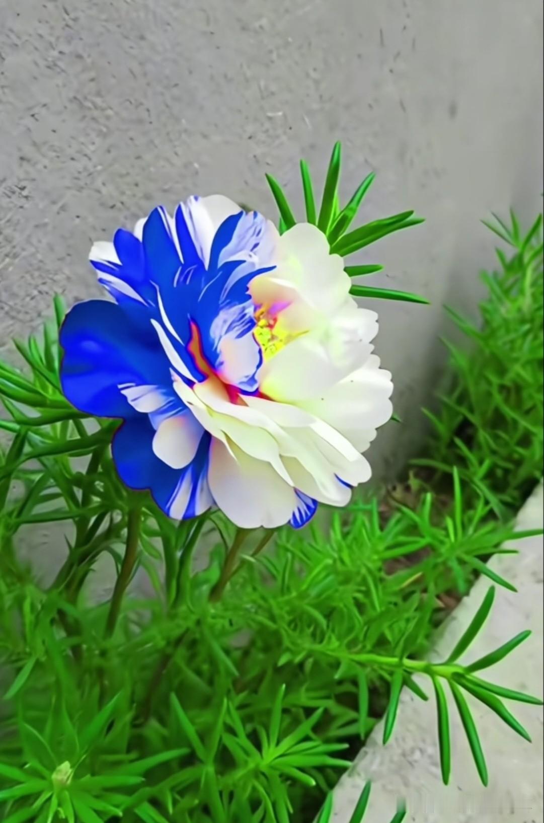 重瓣太阳花，花瓣层层叠叠如牡丹般丰盈，色彩从纯白、粉紫到明黄、蓝白相间，每一朵都