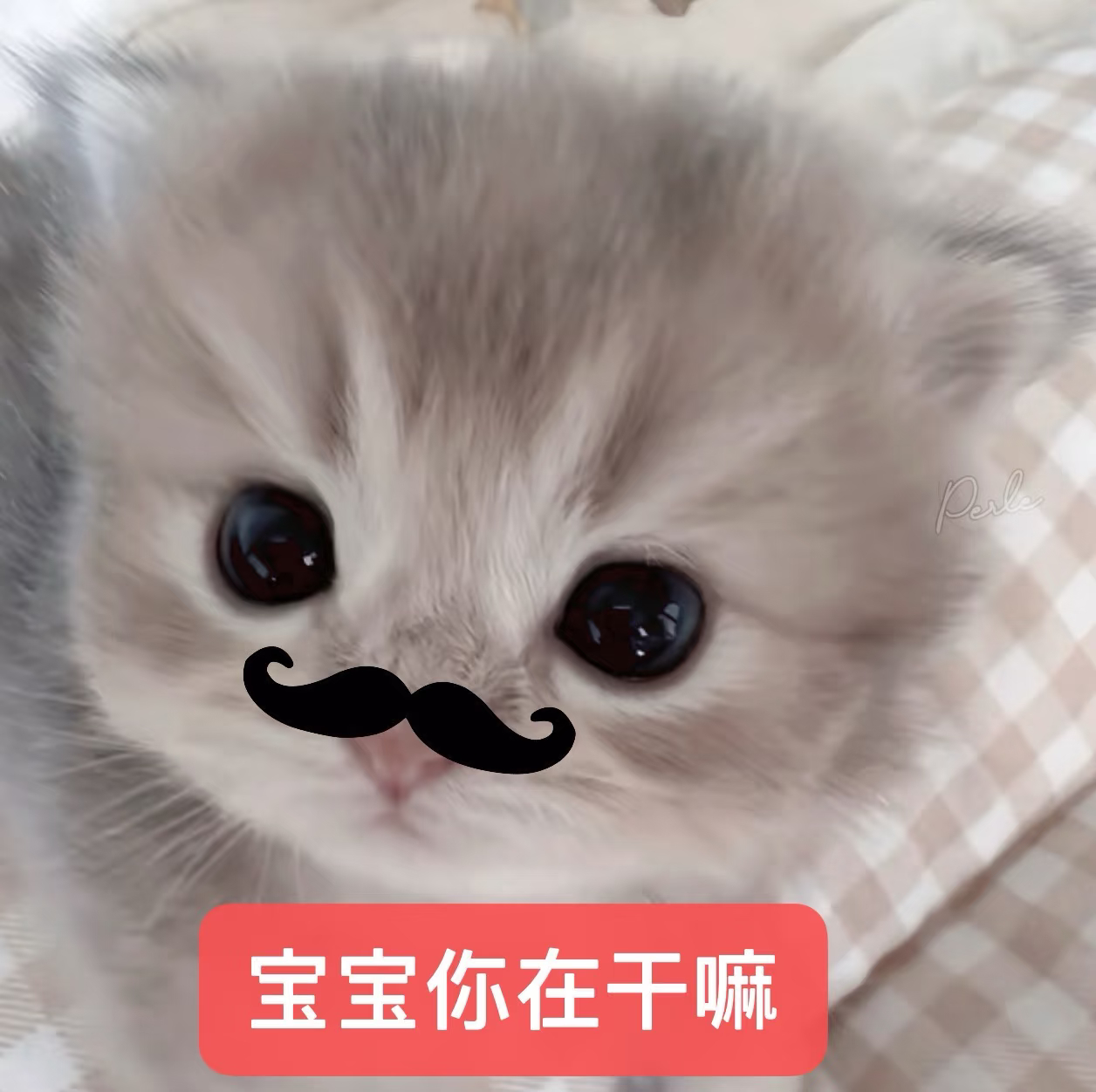 宝宝们在干嘛 