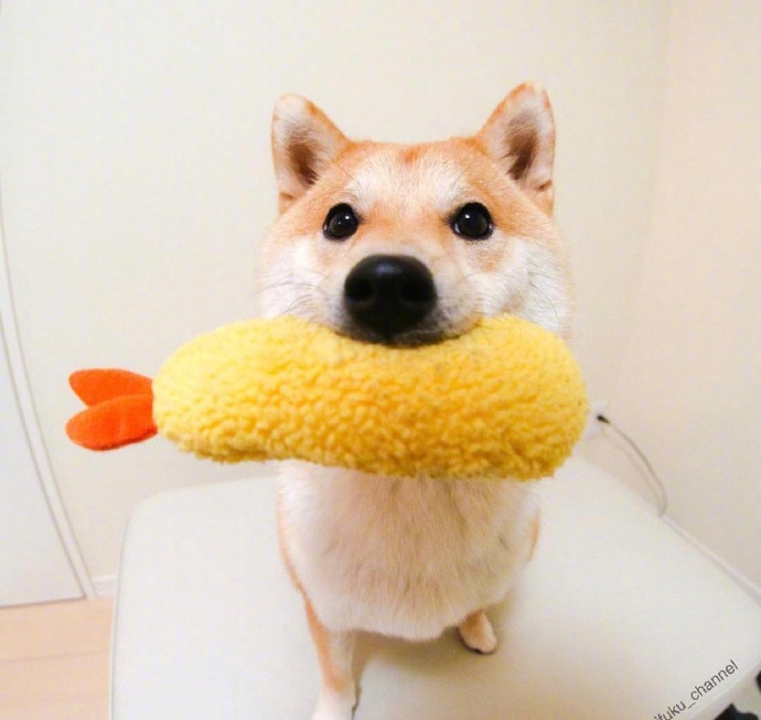吃货柴，了解一下[doge][doge]