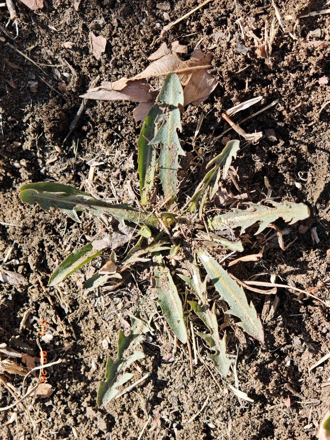 贫瘠的土地，发现一个婆婆丁很难很难。坚持了一个小时多左右的寻找。终于是用木头棍子