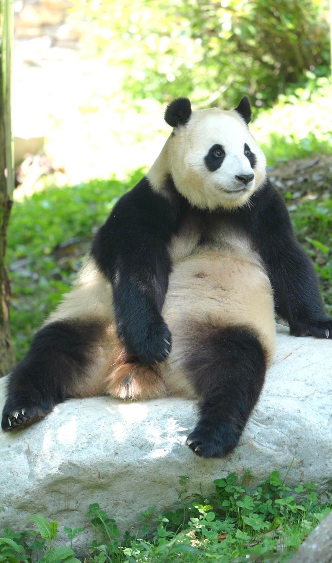一块平平无奇的石头福宝都能拍出高级感！这就是女明星的实力 