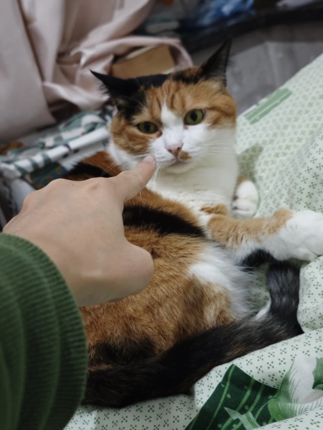 猫又尿床了，我妈说都是我的错