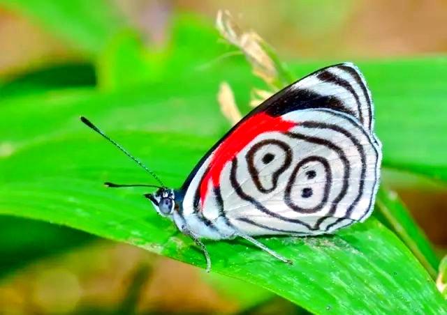 花非花 · 三月风光

桃花开，杏花放。
蛱蝶飞，游蜂唱。
山青原绿岭云浓，
水