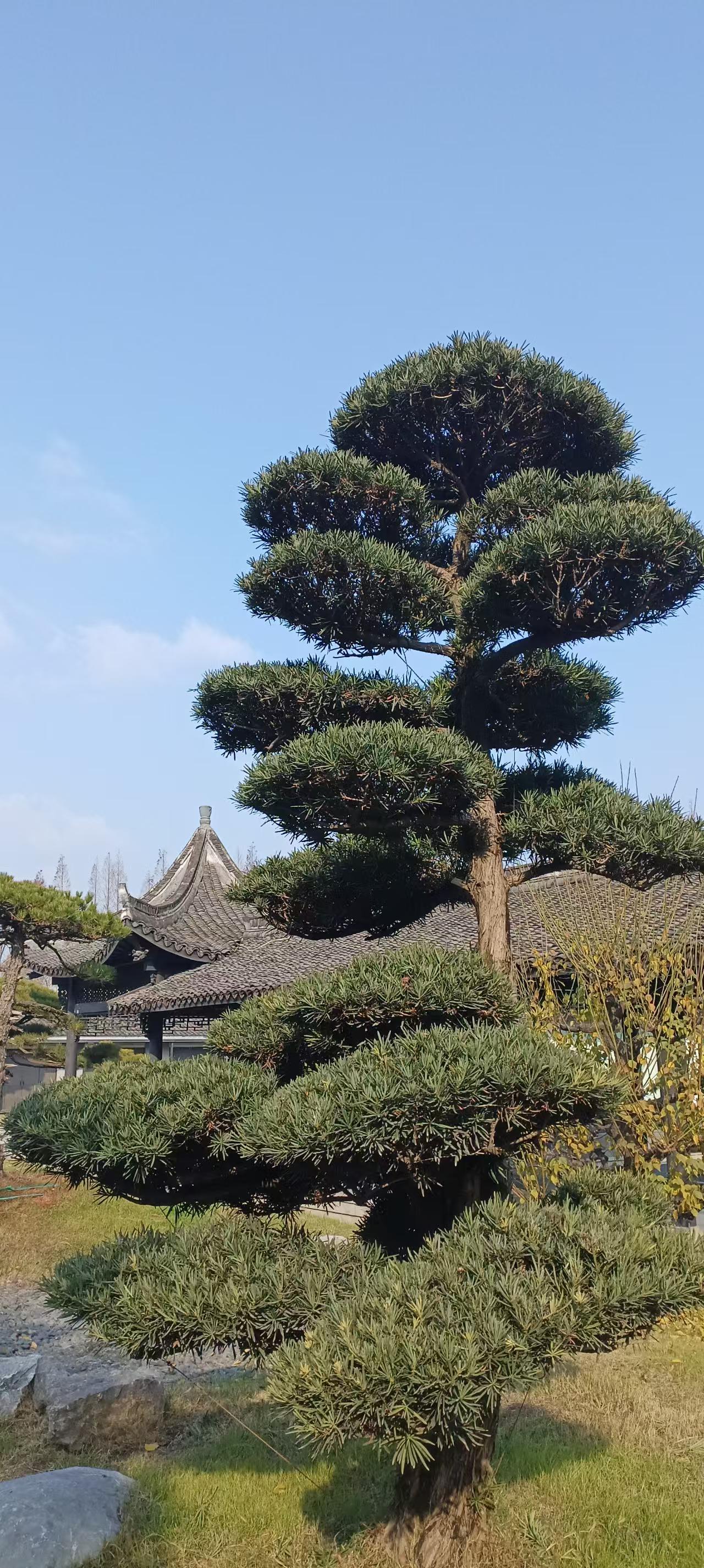 这幅描绘中式园林的作品令人赏心悦目。这棵精心修剪、造型古朴的松树，其枝叶层叠如云