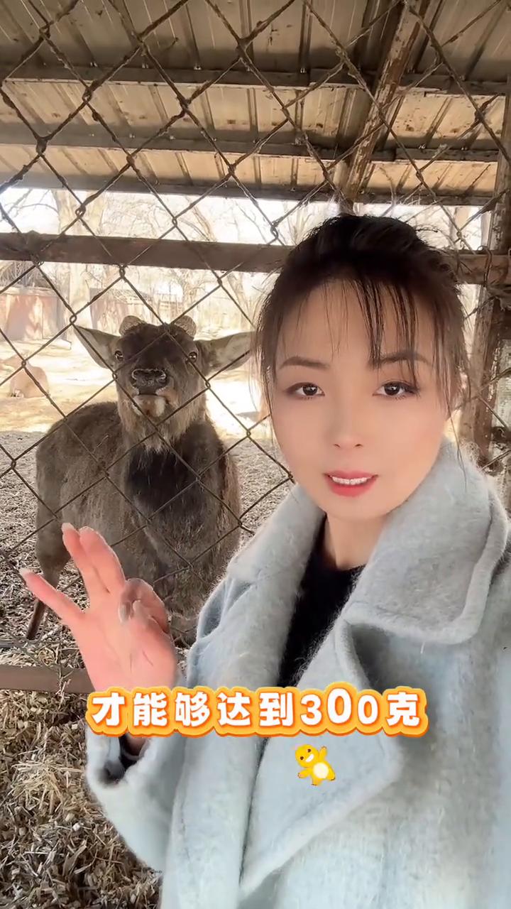 很多大哥一上来就要大鹿鞭，说实话真的没有那么多。因为只有在发情期的鹿鞭才能够达到