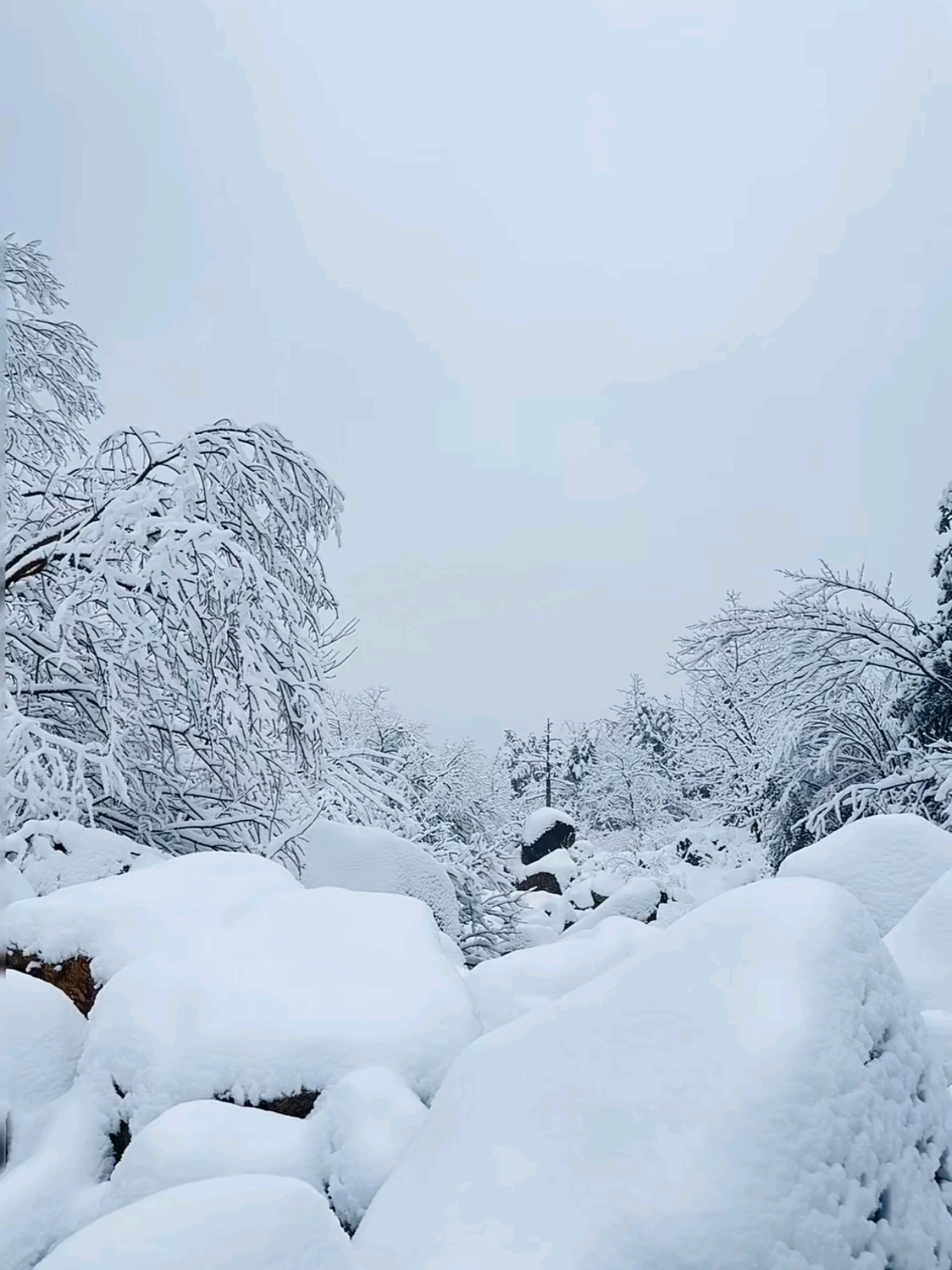 杭州下雪  西安出发的时候就在下雪，没想到来杭州也会下雪，可惜市区没见到雪，临安