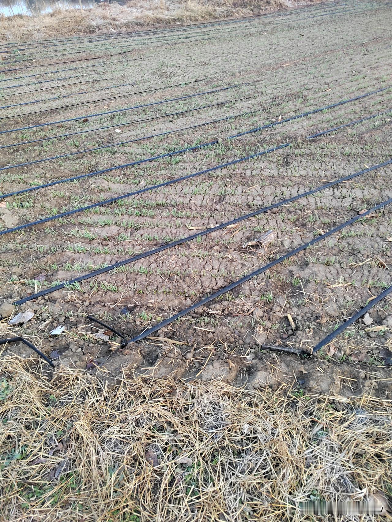 冬日生活打卡季初冬的麦田，虽然麦子不算茂盛，但还算长的不错，等到来年春天，就是一