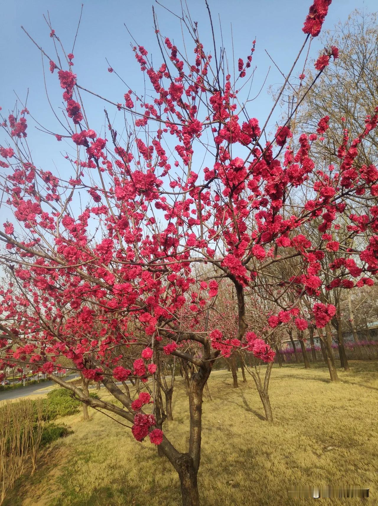 挣钱的门路千万条，
为啥非去打工，
开工厂办企业，
开门市做买卖，
摆摊卖小吃，