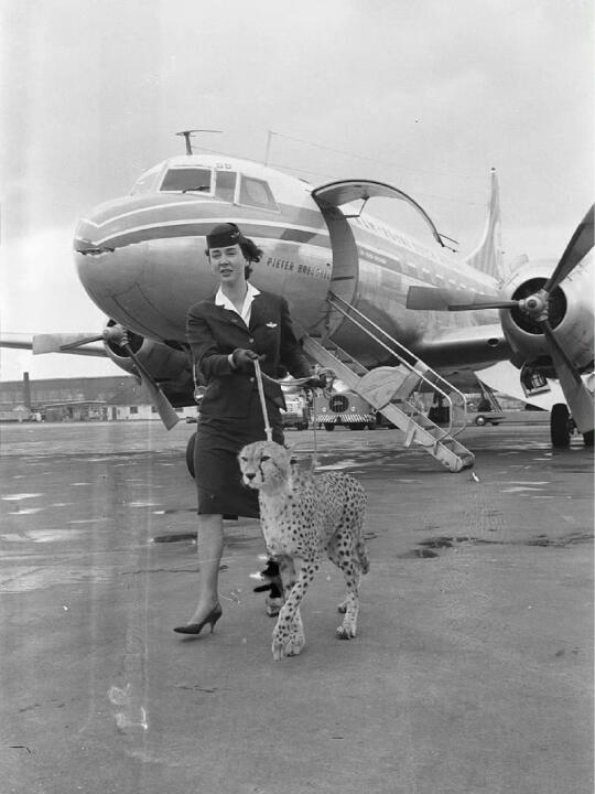 1961年，一名空姐在阿姆斯特丹机场溜猎豹 ​