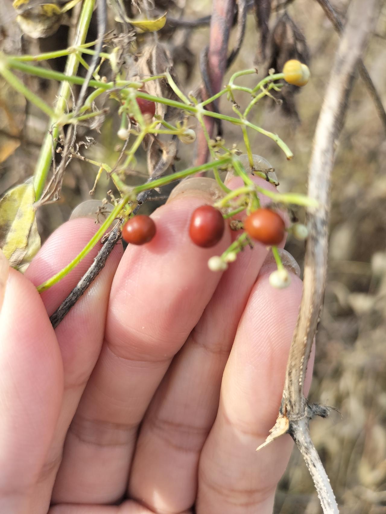 我老家山西省阳泉市，把这个果实叫做：老窝瓜，吃起来甜甜的。学名茜草。山西省晋城市