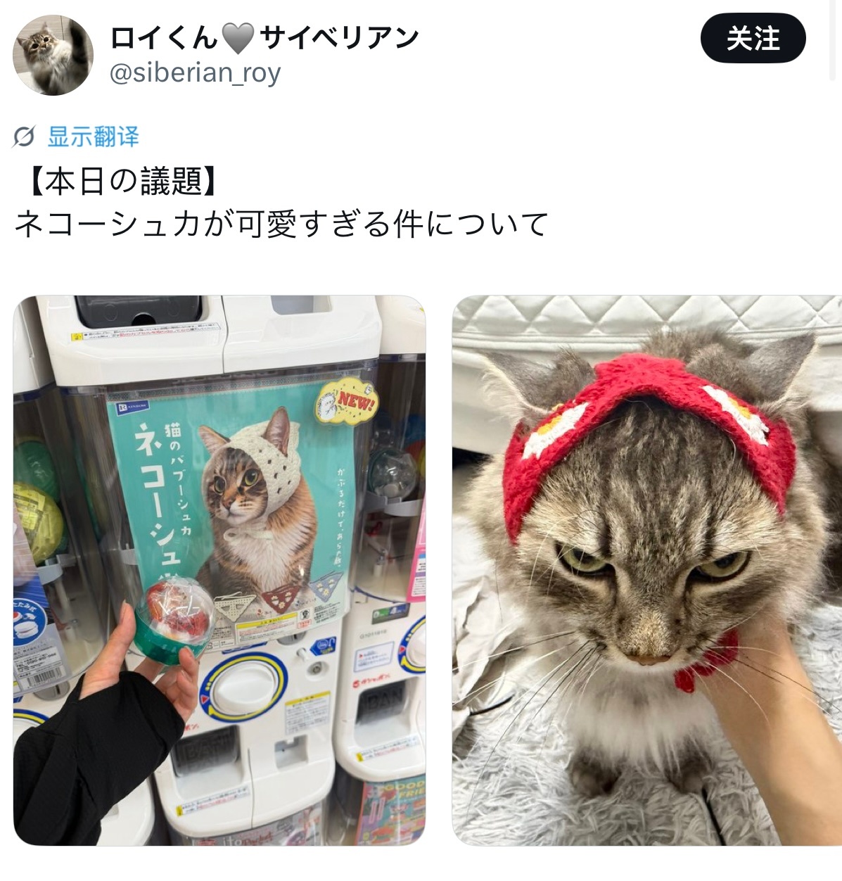 给猫猫买了顶头巾，特别可爱！ 