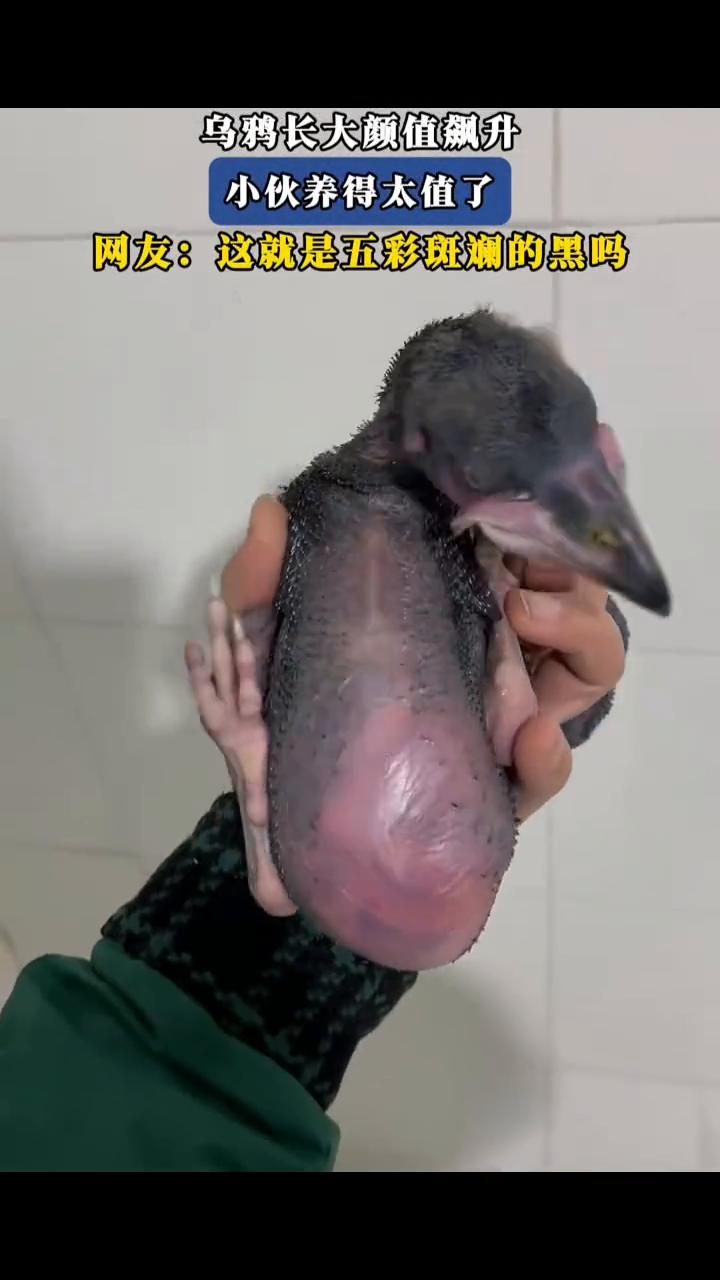乌鸦长大颜值飙升，小伙养得太值了。
网友：这就是五彩斑斓的黑吗？
3月14日四川