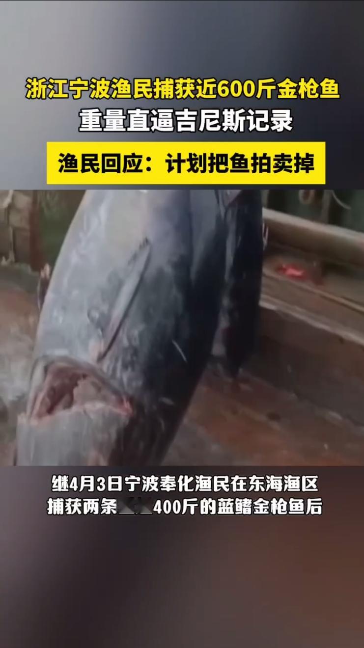 渔民回应又捕获近600斤重金枪鱼渔民捕获近600斤金枪鱼上架拍卖 东海再迎巨型蓝