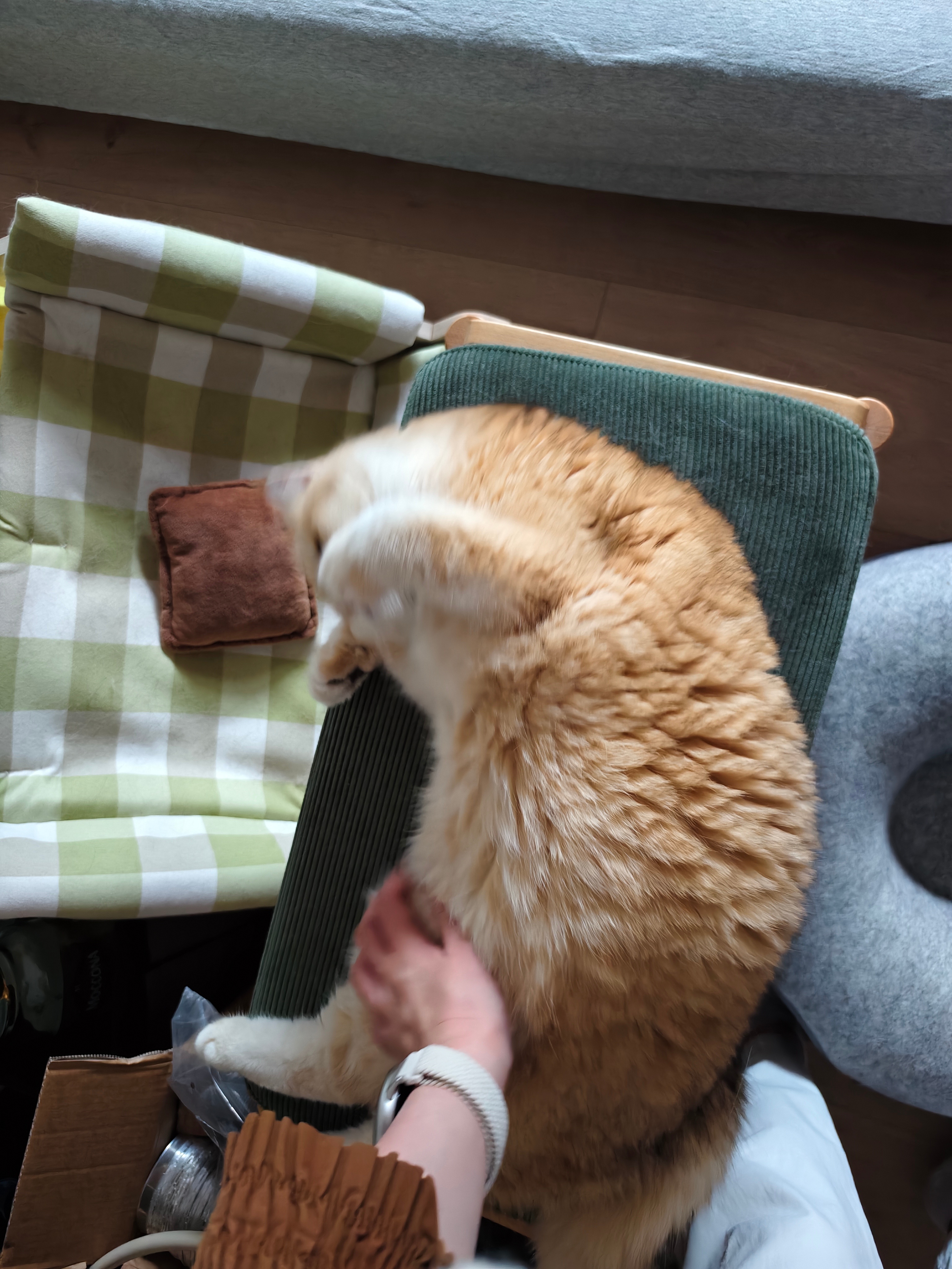 家有两条猫猫虫一条瘦的一条肉的菇冬怎么肥四